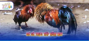 Đá gà trực tiếp hôm nay